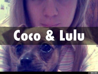 Coco &amp; Lulu 