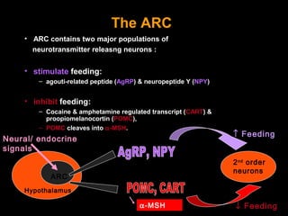 The ARC
    • ARC contains two major populations of
      neurotransmitter releasng neurons :


    • stimulate feeding:
        – agouti-related peptide (AgRP) & neuropeptide Y (NPY)


    • inhibit feeding:
        – Cocaine & amphetamine regulated transcript (CART) &
          proopiomelanocortin (POMC),
        – POMC cleaves into α -MSH.
                                                                 ↑ Feeding
Neural/ endocrine
signals
                                                                 2 nd order
                                                                 neurons
           ARC
    Hypothalamus

                                       α-MSH                     ↓ Feeding
 