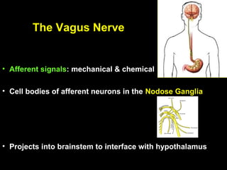 The Vagus Nerve


• Afferent signals: mechanical & chemical

• Cell bodies of afferent neurons in the Nodose Ganglia




• Projects into brainstem to interface with hypothalamus
 