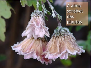 A alma sensível das plantas 