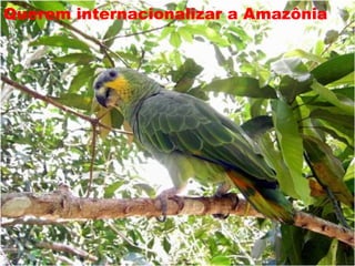 Querem internacionalizar a Amazônia 