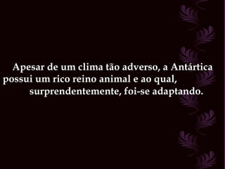 Apesar de um clima tão adverso, a Antártica possui um rico reino animal e ao qual,  surprendentemente, foi-se adaptando.   
