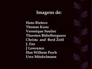 Imagens de: Hans Rieteco Thomas Kunz Veronique Soulier Thorsten Bübelbergusex Christa  and  Berd Zeitl J. Ens J Lowrence Han Wilhem Prech Uwe Möokelmann 