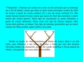 Simpodial.- Chámase así cando non existe un talo principal que se prolonga ata o fin da árbore, senón que dúas ou máis ramas principais xorden do final do tronco a partir de xemas axilares (2) e non da xema terminal (1). Das ramas laterais desenvólvense outras que nacen do final das anteriores a partir tamén das xemas laterais. Neste tipo de crecemento as ramas fórmanse a partir de xemas diferentes. Deste xeito este tipo de árbores adquire unha forma máis globosa, en abano. Este tipo de estrutura permítelles que un maior número de follas poidan captar mellor a luz solar.  Dende un punto de vista económico, a forma do tronco ideal é un talo recto, case cilíndrico e sen restos de polas; o home por mor das técnicas silvícolas (marco de plantación, podas, etc.) pode modificar a forma natural da árbore, conseguindo que sexa máis aproveitable. 