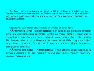 As flores son un conxunto de follas fértiles e estériles modificadas que forman a estrutura reprodutora; os froitos constitúen a parte da flor en cuxo interior se atopan encerradas as sementes que se desenvolverán para que naza unha nova árbore.  Segundo as súas flores clasificamos as árbores en dous tipos: Árbores sen flores ( ximnospermas) : Son aqueles que producen sementes aínda que estas non están encerradas dentro do froito (carpelo), senón que se enganchan á base das escamas (xeralmente entre unha e duas). As escamas distribúense sobre un eixo formando un cono ou estróbilo, o que se coñece vulgarmente como piña. Este tipo de árbores non producen flores. Pertencen a este grupo as coníferas. Árbores con flores ( Anxiospermas)  : Son árbores cuxas sementes se atopan encerradas, na súa madurez, dentro dos froitos. Posúen flores moi vistosas. Estas poden ser : 