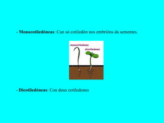 -  Monocotiledóneas : Cun só cotiledón nos embrións da sementes. -  Dicotiledóneas : Con dous cotiledones 
