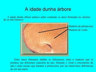 A idade dunha árbore Estes aneis fórmanse debido as diferencias entre a madeira que se produce nas diferentes estacións do ano. Durante o veran o crecemento do talo é máis oscuro que durante a primaveira, por iso obsérvanse diferencias de cor nos aneis. A idade dunha árbore pódese saber contando os aneis formados no interior de su talo (tronco). Madeira de verán Madeira de primaveira 