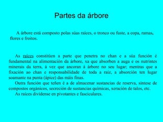 Partes da árbore A árbore está composto polas súas raíces, o tronco ou fuste, a copa, ramas ,  flores   e   froitos.  As  raíces  constitúen a parte que penetra no chan e a súa función é fundamental na alimentación da árbore, xa que absorben a auga e os nutrintes minerais da terra, á vez que ancoran á árbore no seu lugar; mentras que a fixación ao chan e responsabilidade de toda a raíz, a absorción ten lugar soamante na punta (ápice) das máis finas.  Outra función que teñen é a de almacenar sustancias de reserva, síntese de compostos orgánicos, secreción de sustancias químicas, xeración de talos, etc. As raíces divídense en pivotantes e fasciculares. 
