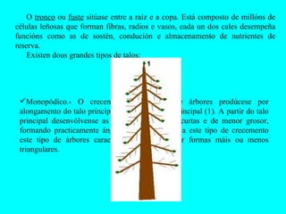 O  tronco  ou  fuste  sitúase entre a raíz e a copa. Está composto de millóns de células leñosas que forman fibras, radios e vasos, cada un dos cales desempeña funcións como as de sostén, condución e almacenamento de nutrientes de reserva. Existen dous grandes tipos de talos: Monopódico.- O crecemento deste tipo de árbores prodúcese por alongamento do talo principal a partir da xema principal (1). A partir do talo principal desenvólvense as ramas laterais máis curtas e de menor grosor, formando practicamente ángulos rectos. Debido a este tipo de crecemento este tipo de árbores caracterízase por presentar formas máis ou menos triangulares.  