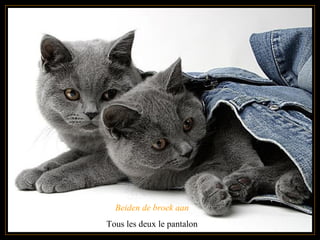 Beiden de broek aan Tous les deux le pantalon 