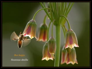 Bee happy Heureuse abeille 
