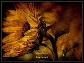 Zonnebloem Le tournesol  