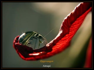 Opgevangen  Attrapé  