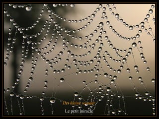 Het kleine wonder  Le petit miracle  