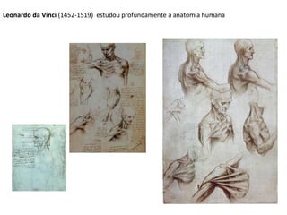 Leonardo da Vinci  (1452-1519)   estudou profundamente a anatomia humana 