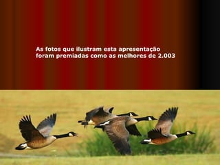 As fotos que ilustram esta apresentação  foram premiadas como as melhores de 2.003 