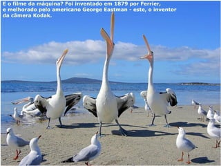 E o filme da máquina? Foi inventado em 1879 por Ferrier, e melhorado pelo americano George Eastman - este, o inventor  da câmera Kodak.   
