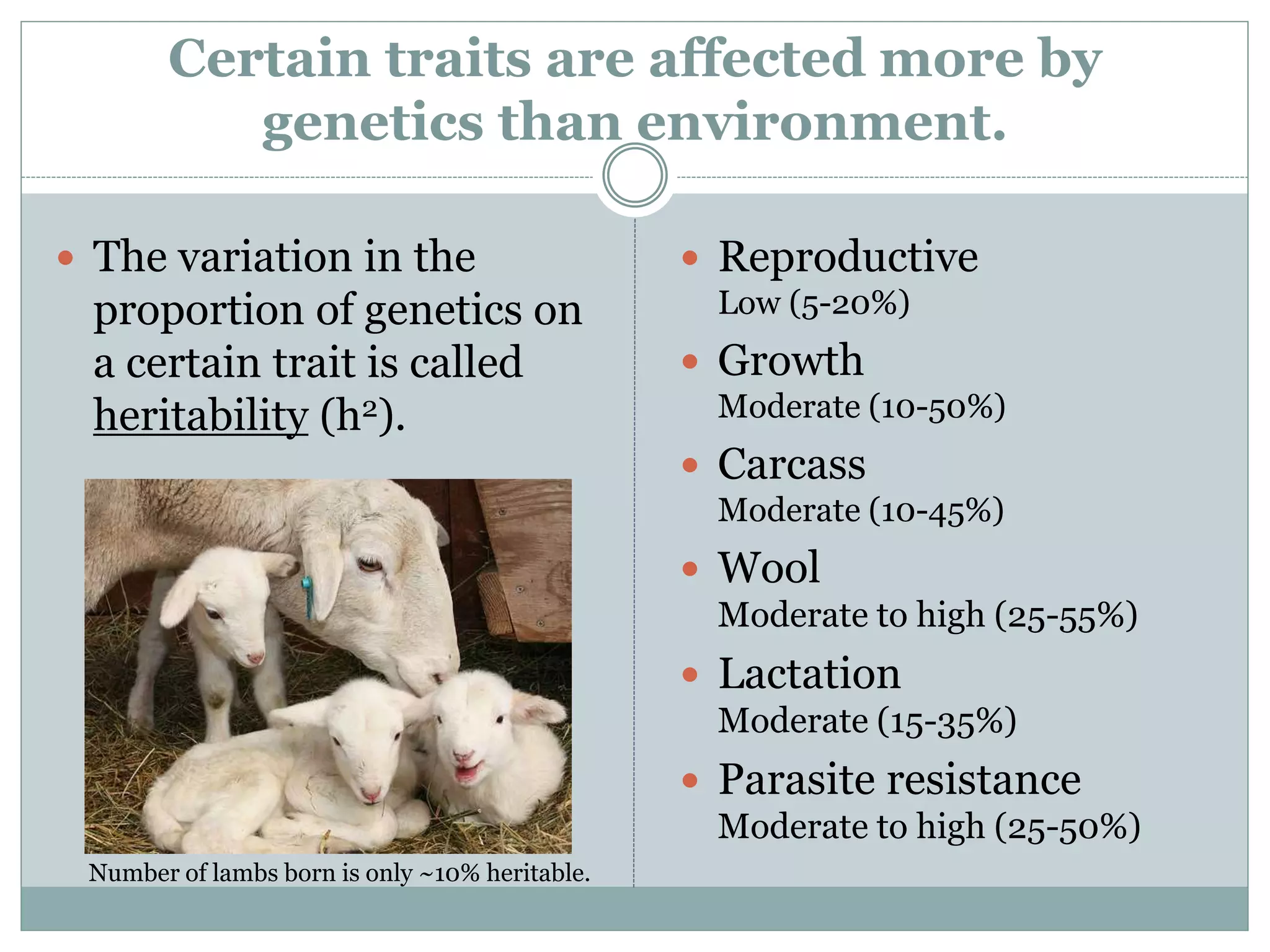 The effect of genetics on a trait varies.
 The variation in the
proportion of genetics on
a certain trait is called
heritability (h2).
 Reproductive
Low (5-20%)
 Growth
Moderate (10-50%)
 Carcass
Moderate (10-45%)
 Wool
Moderate to high (25-55%)
 Lactation
Moderate (15-35%)
 Parasite resistance
Moderate to high (25-50%)
Number of lambs born is only ~10% heritable.
 