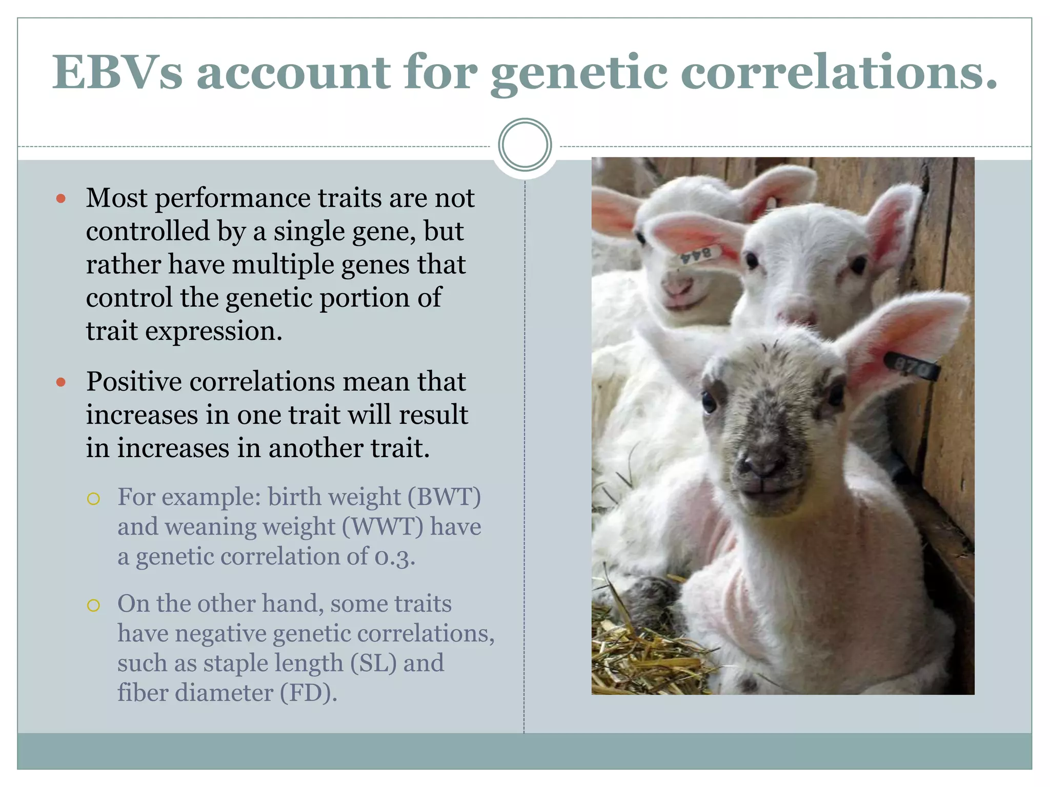 EBVs account for genetic correlations.
 Most performance traits are not
controlled by a single gene, but
rather have multiple genes that
control the genetic portion of
trait expression.
 Positive correlations mean that
increases in one trait will result
in increases in another trait.
 For example: birth weight (BWT)
and weaning weight (WWT) have
a genetic correlation of 0.3.
 On the other hand, some traits
have negative genetic correlations,
such as staple length (SL) and
fiber diameter (FD).
 