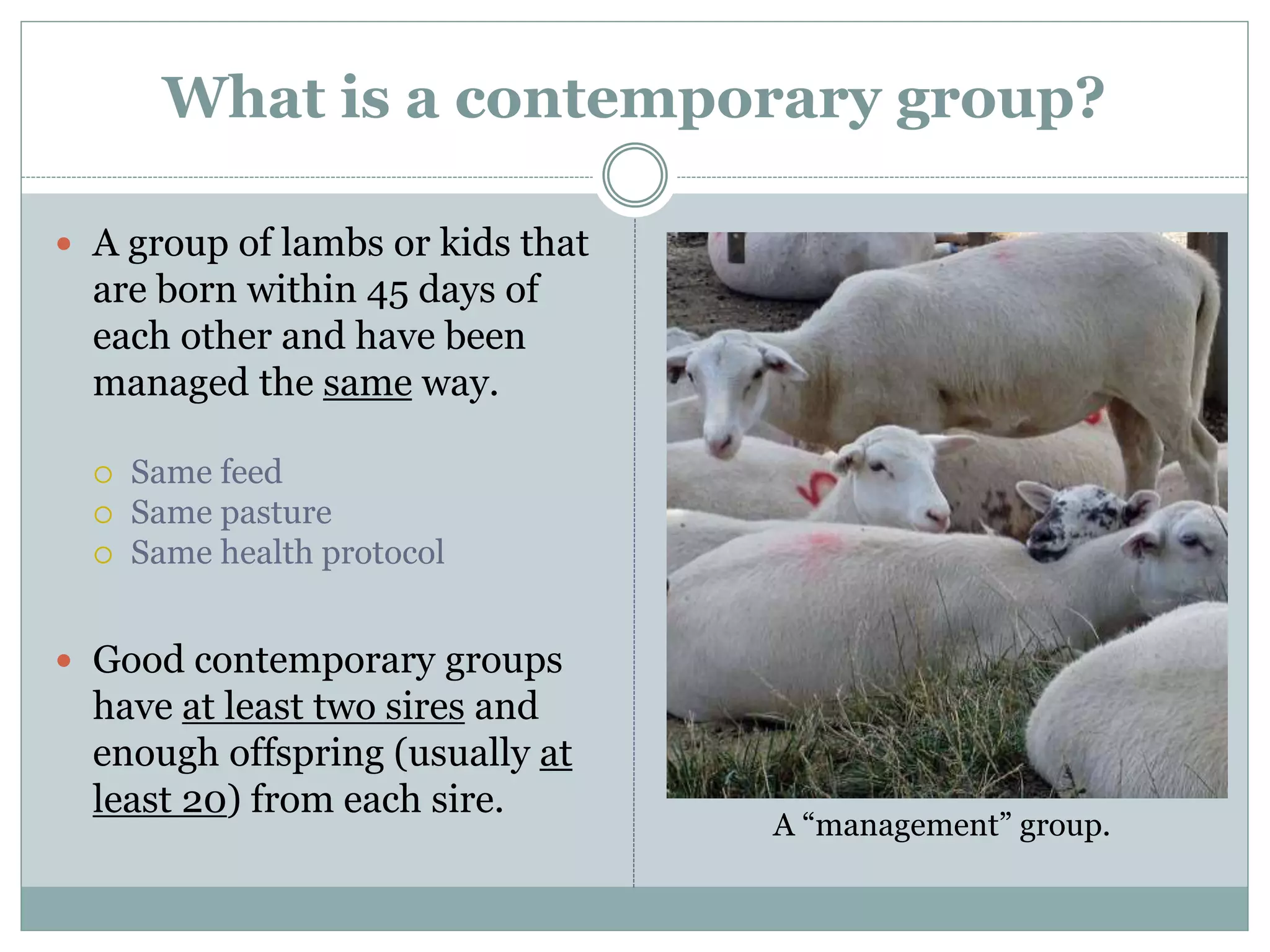 What is a contemporary group?
 A group of lambs or kids that
are born within 45 days of
each other and have been
managed the same way.
 Same feed
 Same pasture
 Same health protocol
 Good contemporary groups
have at least two sires and
enough offspring (usually at
least 20) from each sire.
A “management” group.
 