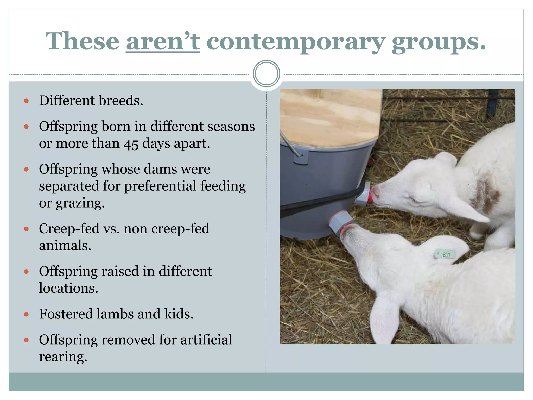 These aren’t contemporary groups.
 Different breeds.
 Offspring born in different seasons
or more than 45 days apart.
 Offspring whose dams were
separated for preferential feeding
or grazing.
 Creep-fed vs. non creep-fed
animals.
 Offspring raised in different
locations.
 Fostered lambs and kids.
 Offspring removed for artificial
rearing.
 