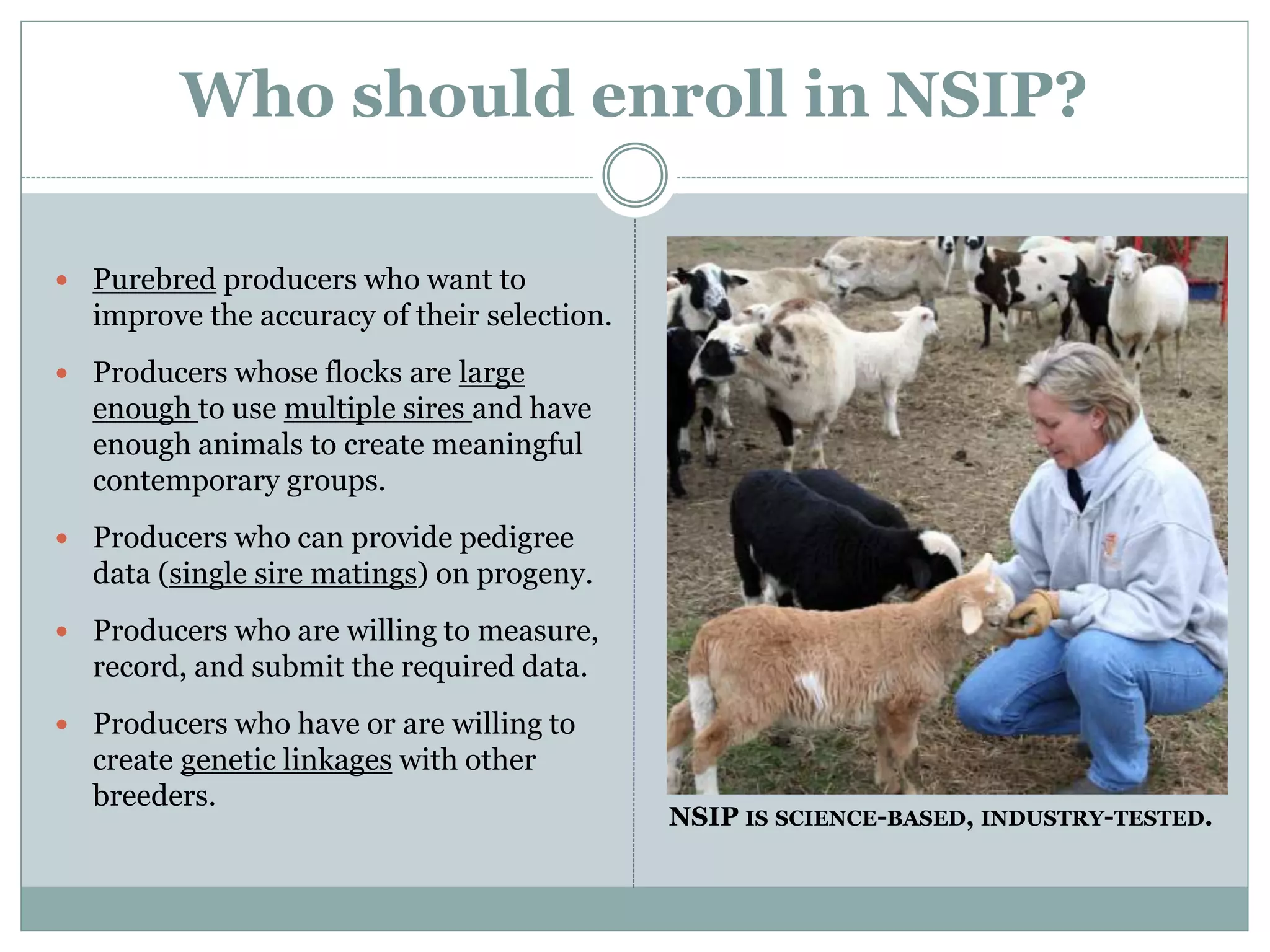 Who should enroll in NSIP?
 Purebred producers who want to
improve the accuracy of their selection.
 Producers whose flocks are large
enough to use multiple sires and have
enough animals to create meaningful
contemporary groups.
 Producers who can provide pedigree
data (single sire matings) on progeny.
 Producers who are willing to measure,
record, and submit the required data.
 Producers who have or are willing to
create genetic linkages with other
breeders.
NSIP IS SCIENCE-BASED, INDUSTRY-TESTED.
 
