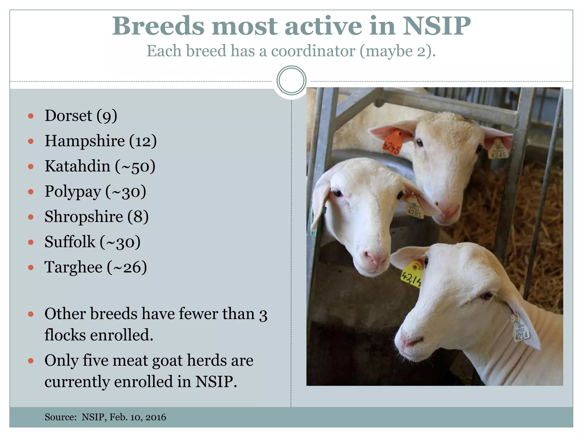 Breeds most active in NSIP
Each breed has a coordinator (maybe 2).
 Dorset (9)
 Hampshire (12)
 Katahdin (~50)
 Polypay (~30)
 Shropshire (8)
 Suffolk (~30)
 Targhee (~26)
 Other breeds have fewer than 3
flocks enrolled.
 Only five meat goat herds are
currently enrolled in NSIP.
Source: NSIP, Feb. 10, 2016
 