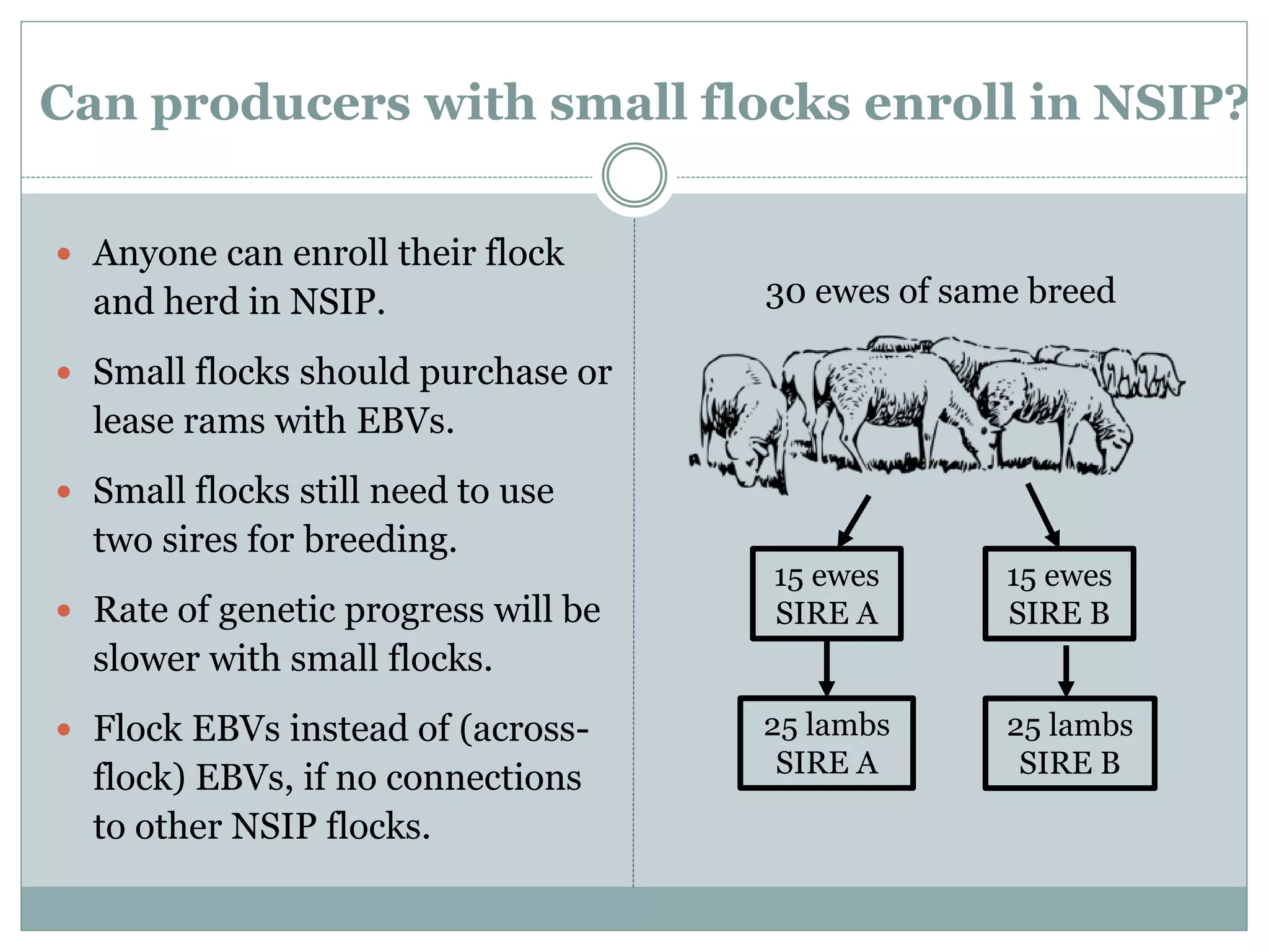 Can producers with small flocks enroll in NSIP?
 Anyone can enroll their flock
and herd in NSIP.
 Small flocks should purchase or
lease rams with EBVs.
 Small flocks still need to use
two sires for breeding.
 Rate of genetic progress will be
slower with small flocks.
 Flock EBVs instead of (across-
flock) EBVs, if no connections
to other NSIP flocks.
15 ewes
SIRE A
15 ewes
SIRE B
25 lambs
SIRE A
25 lambs
SIRE B
30 ewes of same breed
 