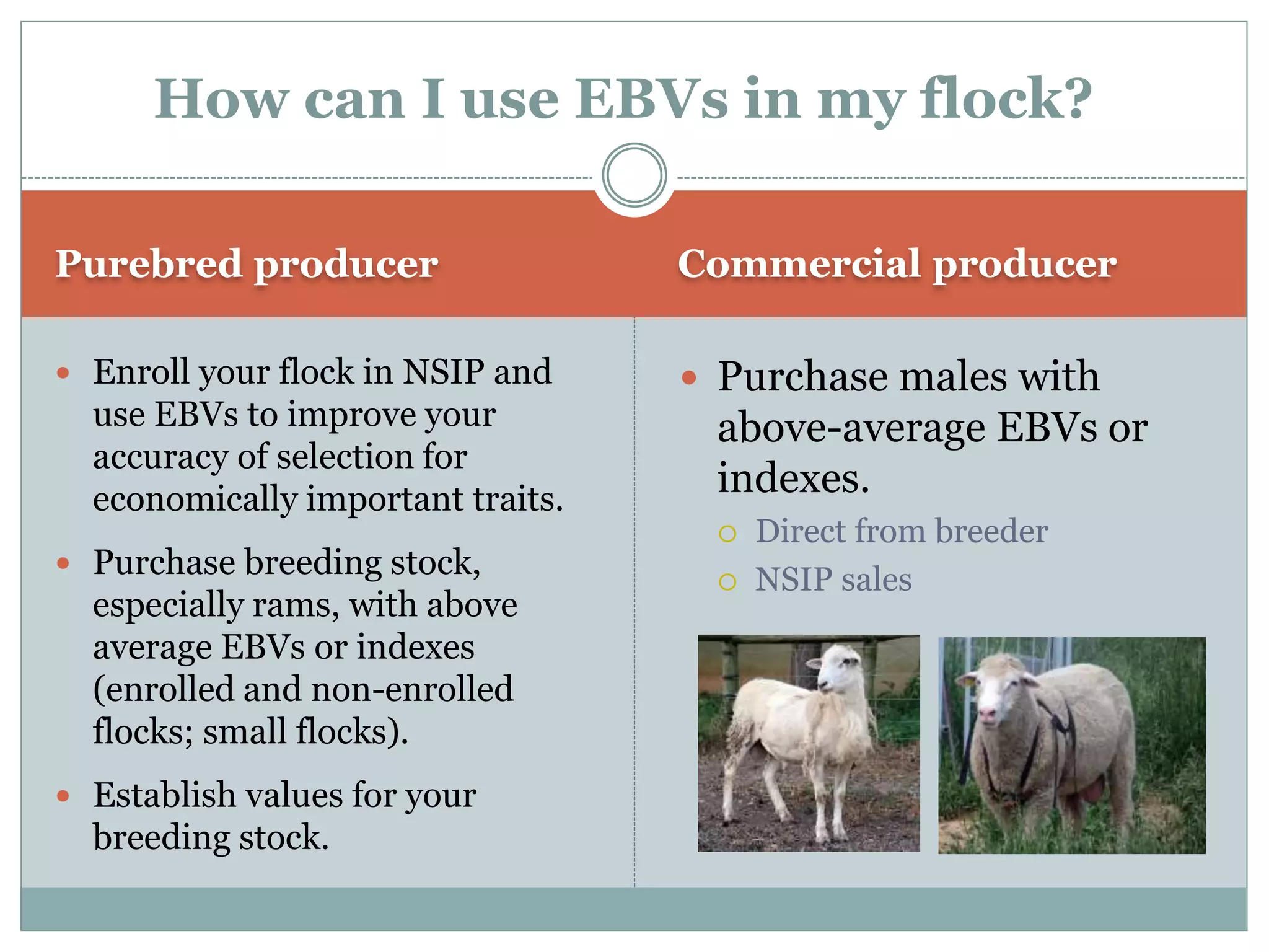 Purebred producer Commercial producer
 Enroll your flock in NSIP and
use EBVs to improve your
accuracy of selection for
economically important traits.
 Purchase breeding stock,
especially rams, with above
average EBVs or indexes
(enrolled and non-enrolled
flocks; small flocks).
 Establish values for your
breeding stock.
 Purchase males with
above-average EBVs or
indexes.
 Direct from breeder
 NSIP sales
How can I use EBVs in my flock?
 