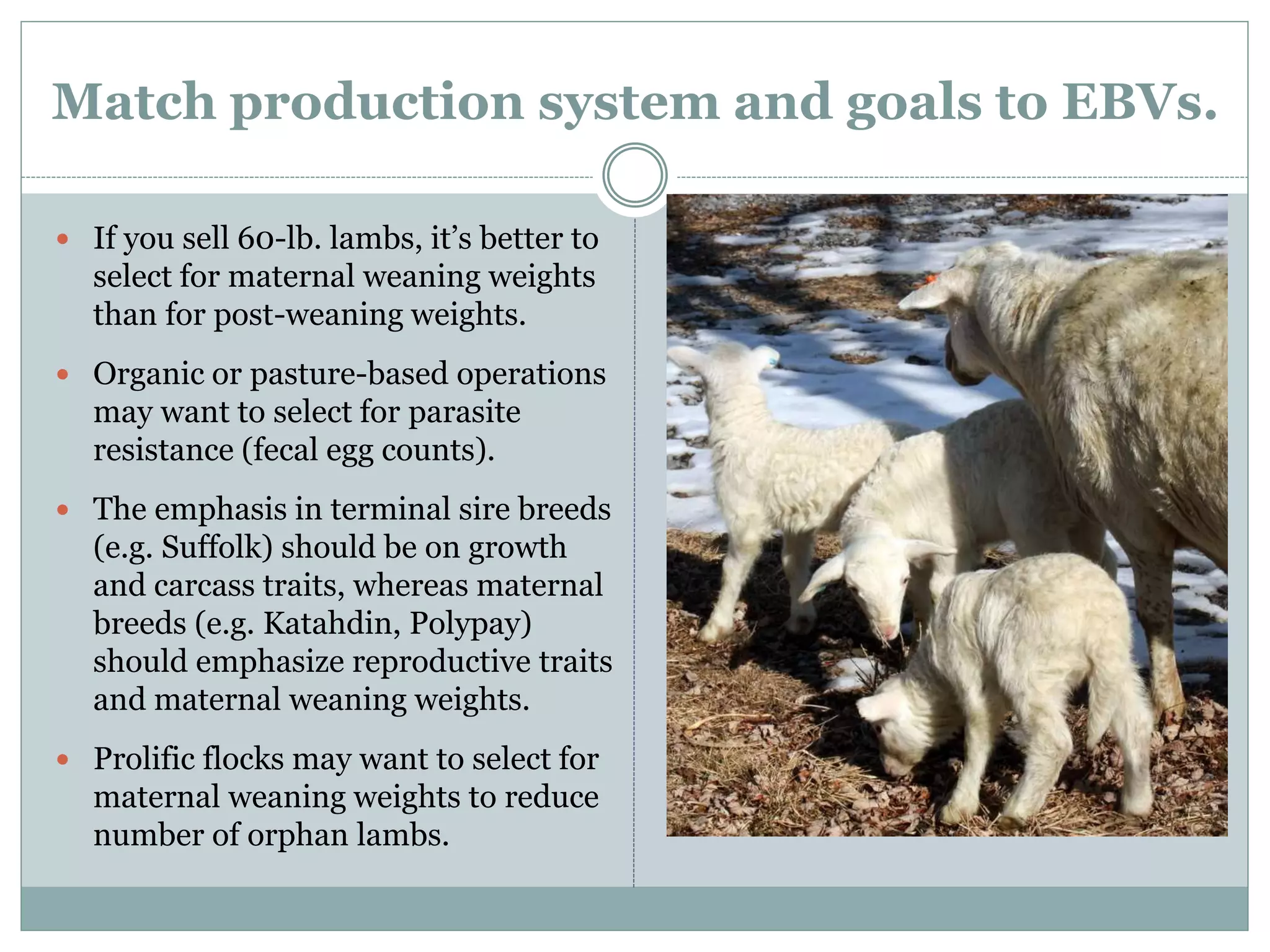 Match production system and goals to EBVs.
 If you sell 60-lb. lambs, it’s better to
select for maternal weaning weights
than for post-weaning weights.
 Organic or pasture-based operations
may want to select for parasite
resistance (fecal egg counts).
 The emphasis in terminal sire breeds
(e.g. Suffolk) should be on growth
and carcass traits, whereas maternal
breeds (e.g. Katahdin, Polypay)
should emphasize reproductive traits
and maternal weaning weights.
 Prolific flocks may want to select for
maternal weaning weights to reduce
number of orphan lambs.
 