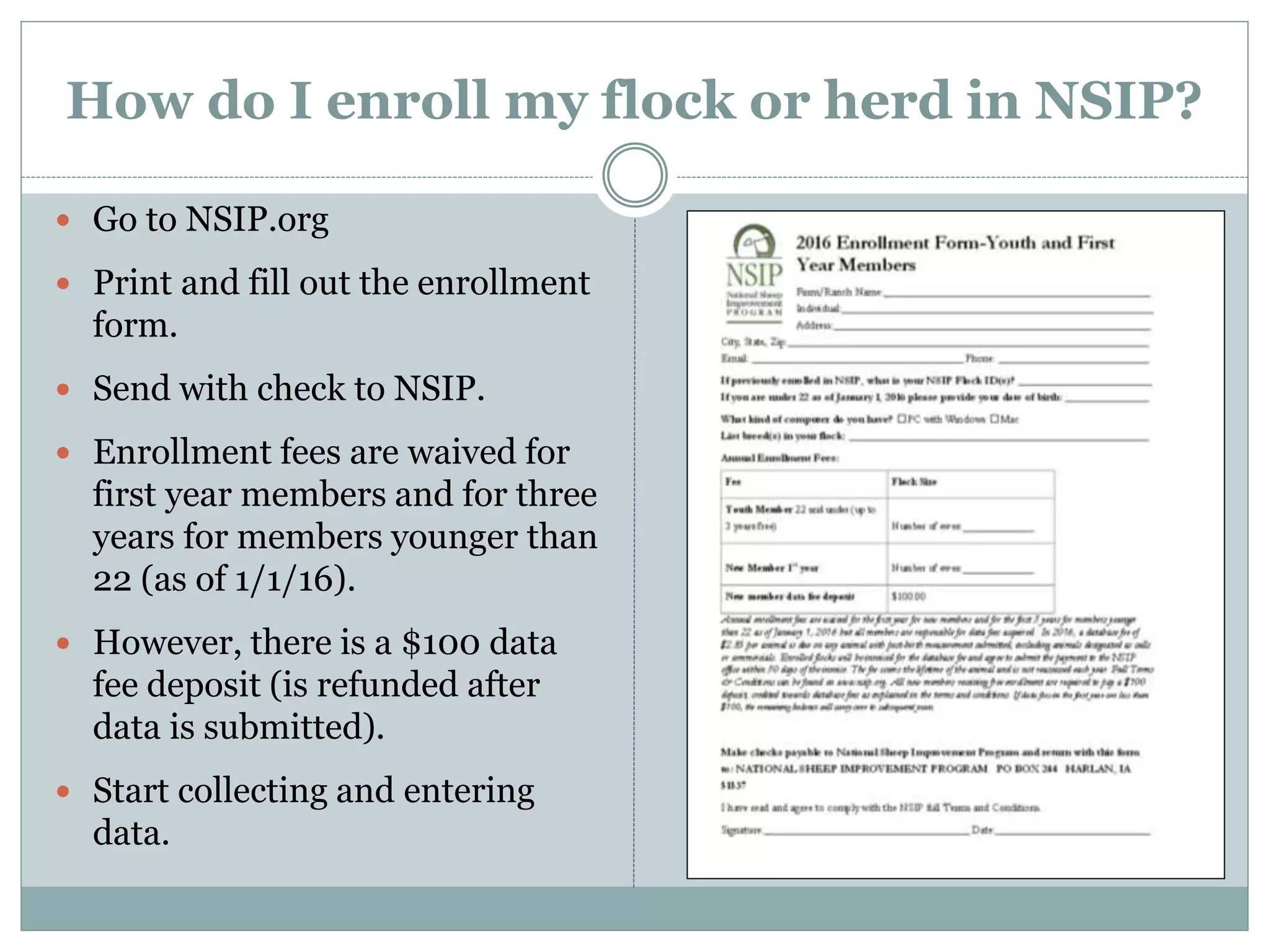 How do I enroll my flock or herd in NSIP?
 Go to NSIP.org
 Print and fill out the enrollment
form.
 Send with check to NSIP.
 Enrollment fees are waived for
first year members and for three
years for members younger than
22 (as of 1/1/16).
 However, there is a $100 data
fee deposit (is refunded after
data is submitted).
 Start collecting and entering
data.
 
