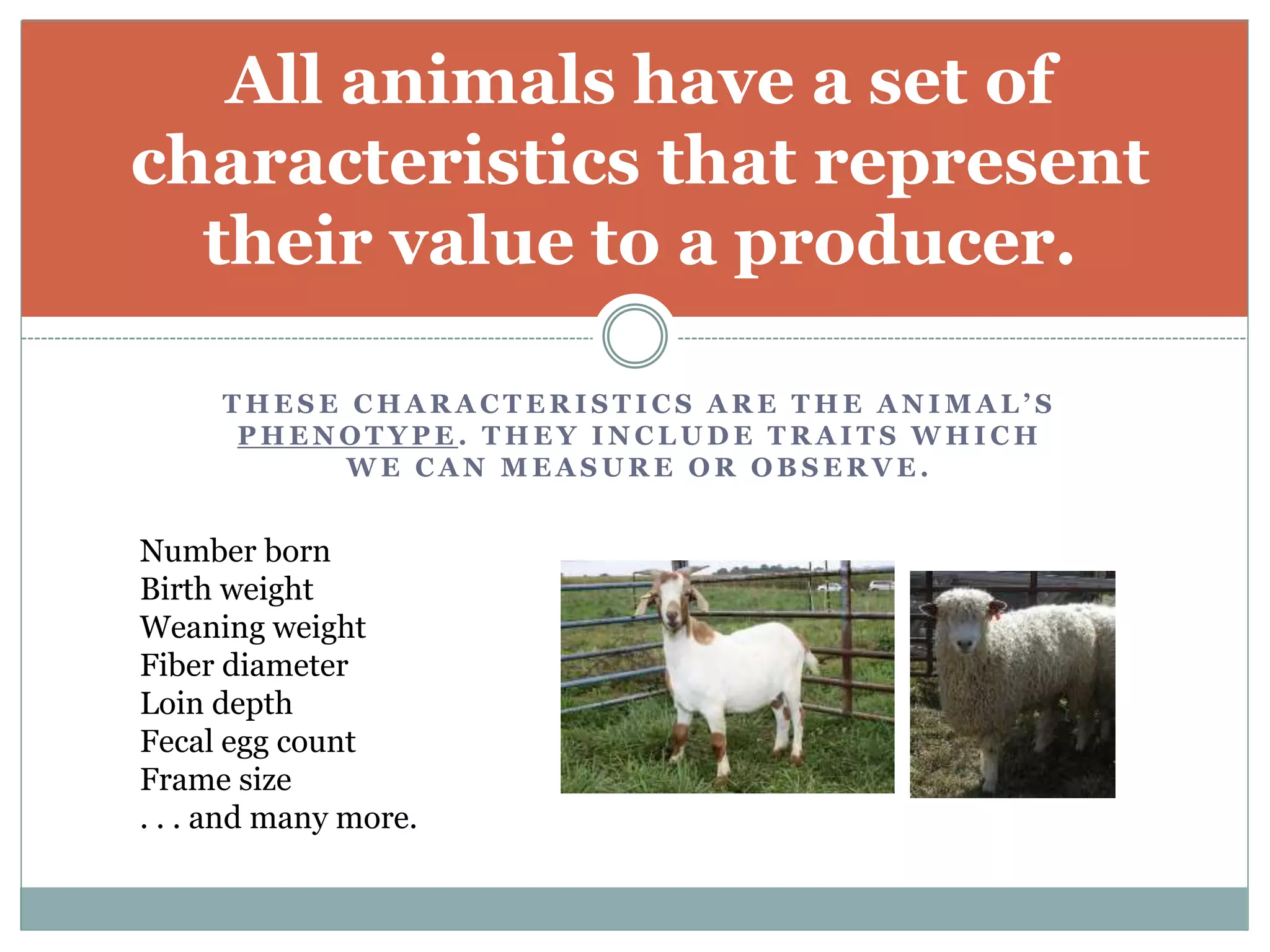 T H E S E C H A R A C T E R I S T I C S A R E T H E A N I M A L ’ S
P H E N O T Y P E . T H E Y I N C L U D E T R A I T S W H I C H
W E C A N M E A S U R E O R O B S E R V E .
All animals have a set of
characteristics that represent
their value to a producer.
Number born
Birth weight
Weaning weight
Fiber diameter
Loin depth
Fecal egg count
Frame size
. . . and many more.
 