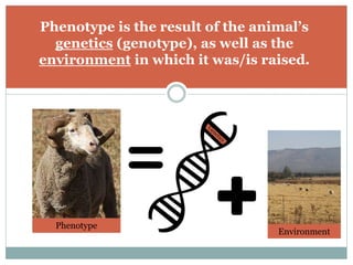 Phenotype is the result of the animal’s
genetics (genotype), as well as the
environment in which it was/is raised.
Phenotype
Environment
 