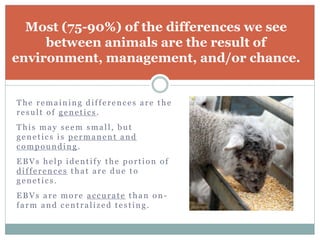 Most (75-90%) of the differences we see
between animals are the result of
environment, management, and/or chance.
The remaining differences are the
result of genetics.
This may seem small, but
genetics is permanent and
compounding .
EBVs help identify the portion of
differences that are due to
genetics.
EBVs are more accurate than on-
farm and centralized testing.
 