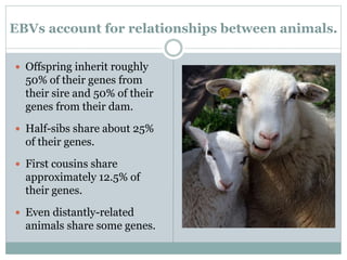 EBVs account for relationships between animals.
 Offspring inherit roughly
50% of their genes from
their sire and 50% of their
genes from their dam.
 Half-sibs share about 25%
of their genes.
 First cousins share
approximately 12.5% of
their genes.
 Even distantly-related
animals share some genes.
 