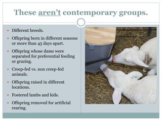 These aren’t contemporary groups.
 Different breeds.
 Offspring born in different seasons
or more than 45 days apart.
 Offspring whose dams were
separated for preferential feeding
or grazing.
 Creep-fed vs. non creep-fed
animals.
 Offspring raised in different
locations.
 Fostered lambs and kids.
 Offspring removed for artificial
rearing.
 