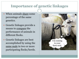 Importance of genetic linkages
 When animals share some
percentage of the same
genetics.
 Genetic linkages provide a
means to compare the
performance of animals in
different flocks.
 Genetic linkages are best
accomplished by using the
same male in two or more
participating flocks/herds.
I’m coming
to your
farm next.
 