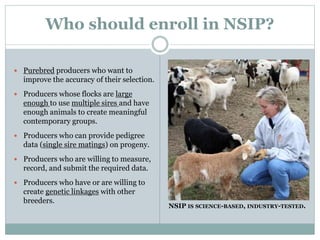 Who should enroll in NSIP?
 Purebred producers who want to
improve the accuracy of their selection.
 Producers whose flocks are large
enough to use multiple sires and have
enough animals to create meaningful
contemporary groups.
 Producers who can provide pedigree
data (single sire matings) on progeny.
 Producers who are willing to measure,
record, and submit the required data.
 Producers who have or are willing to
create genetic linkages with other
breeders.
NSIP IS SCIENCE-BASED, INDUSTRY-TESTED.
 