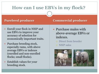 Purebred producer Commercial producer
 Enroll your flock in NSIP and
use EBVs to improve your
accuracy of selection for
economically important traits.
 Purchase breeding stock,
especially rams, with above
average EBVs or indexes
(enrolled and non-enrolled
flocks; small flocks).
 Establish values for your
breeding stock.
 Purchase males with
above-average EBVs or
indexes.
 Direct from breeder
 NSIP sales
How can I use EBVs in my flock?
 
