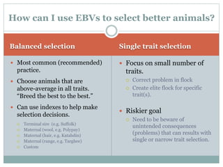 Balanced selection Single trait selection
 Most common (recommended)
practice.
 Choose animals that are
above-average in all traits.
“Breed the best to the best.”
 Can use indexes to help make
selection decisions.
 Terminal sire (e.g. Suffolk)
 Maternal (wool, e.g. Polypay)
 Maternal (hair, e.g. Katahdin)
 Maternal (range, e.g. Targhee)
 Custom
 Focus on small number of
traits.
 Correct problem in flock
 Create elite flock for specific
trait(s).
 Riskier goal
 Need to be beware of
unintended consequences
(problems) that can results with
single or narrow trait selection.
How can I use EBVs to select better animals?
 