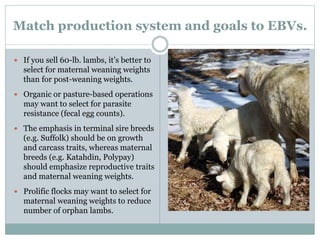 Match production system and goals to EBVs.
 If you sell 60-lb. lambs, it’s better to
select for maternal weaning weights
than for post-weaning weights.
 Organic or pasture-based operations
may want to select for parasite
resistance (fecal egg counts).
 The emphasis in terminal sire breeds
(e.g. Suffolk) should be on growth
and carcass traits, whereas maternal
breeds (e.g. Katahdin, Polypay)
should emphasize reproductive traits
and maternal weaning weights.
 Prolific flocks may want to select for
maternal weaning weights to reduce
number of orphan lambs.
 