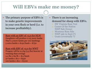 Will EBVs make me money?
 The primary purpose of EBVs is
to make genetic improvements
in your own flock or herd (i.e. to
increase profitability).
 There is an increasing
demand for sheep with EBVs.
 SW Virginia Ram Test
 Center of the Nation
NSIP Sale (Iowa)
 Montana Ram Sale
 NSIP sale in East [?]
 Goats (eventually ?)Ram with an EBV of +5.0 for NLW
Daughters will produce 0.05 more lambs
That’s 5 more lambs per 100 lambings
5 extra lambs x $150/lamb = $750
Ram with EBV of +5.0 for WWT
Progeny will be 2.5 kg (5.5 lbs) heavier at
weaning than average
5.5 lbs x $2/lb = $11/lamb
50 lambs x $11 = $550
100 lambs x $11 = $1100
 