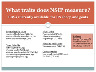 What traits does NSIP measure?
EBVs currently available for US sheep and goats
Reproductive traits
Number of lambs born (NLB, %)
Number of lambs weaned (NLW, %)
Scrotal circumference (SC, cm)
Growth traits
Birth weight (BWT, kg)
Weaning weight (WWT, kg)
Maternal weaning weight (MWWT, kg)
Post-weaning weight (PWWT, kg)
Yearling weight (YWT, kg )
Carcass traits
Loin muscle depth (EMD, mm)
Fat depth (CF, mm)
Wool traits
Fleece weight (GFW, %)
Fiber diameter (FD, μ)
Staple length (SL, mm)
Parasite resistance
Worm egg count (WEC, %)
Indexes
Carcass Plus index, %
USA Hair Index, %
USA Maternal Index, %
USA Range Index, %
 
