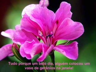Tudo porque um belo dia, alguém colocou um
vaso de gerânios na janela!
 