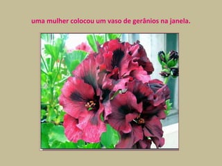 uma mulher colocou um vaso de gerânios na janela.
 