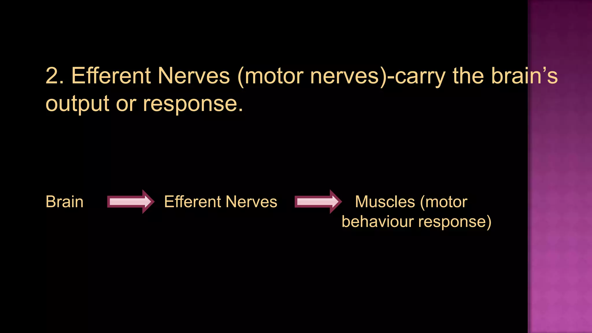 2. Efferent Nerves (motor nerves)-carry the brain’s output or response.Brain		Efferent Nerves	       	   Muscles (motor      						   	behaviour response)