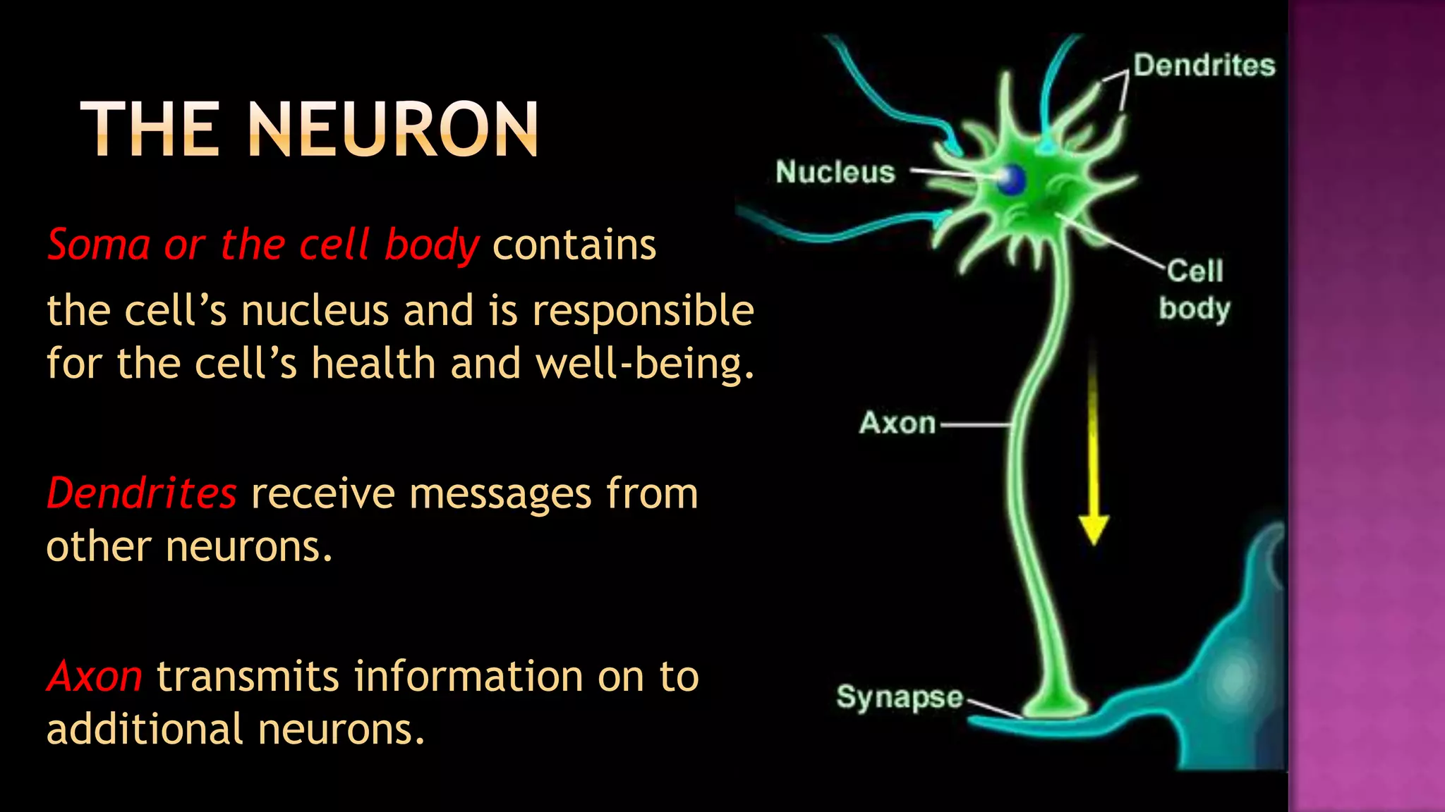 The neuronSoma or the cell body contains 	the cell’s nucleus and is responsible for the cell’s health and well-being.Dendrites receive messages from other neurons.Axon transmits information on to additional neurons. 