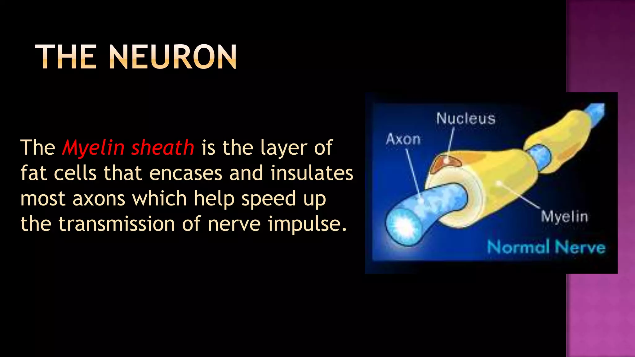 The neuron	The Myelin sheath is the layer of fat cells that encases and insulates most axons which help speed up the transmission of nerve impulse.