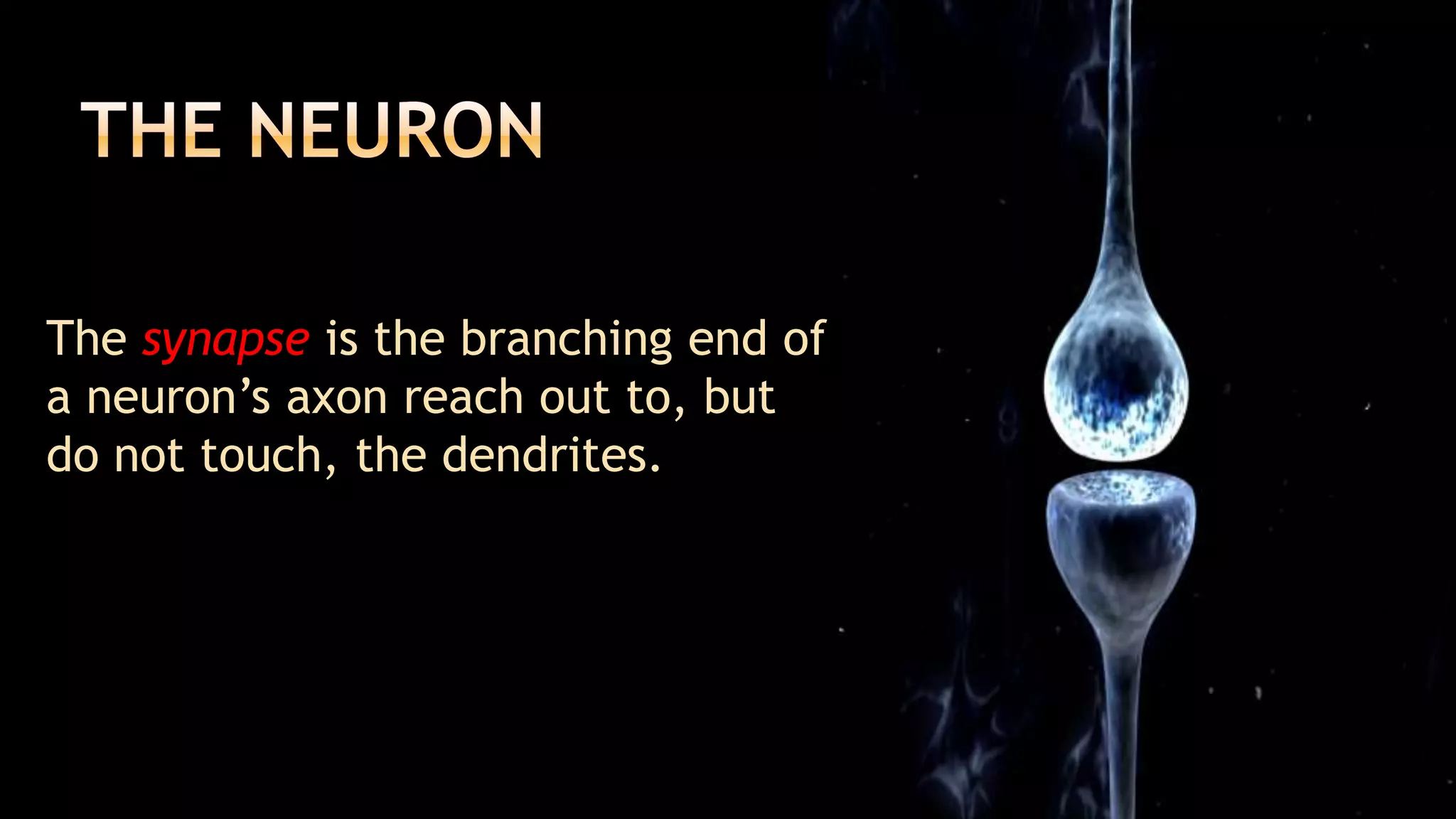 The neuron	The synapse is the branching end of a neuron’s axon reach out to, but do not touch, the dendrites.