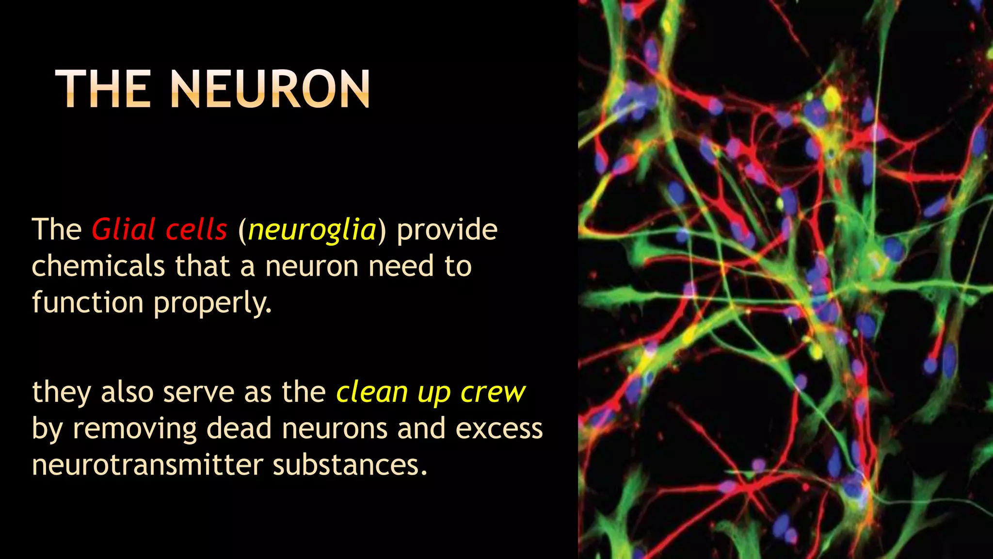 The neuron	The Glial cells (neuroglia) provide chemicals that a neuron need to function properly. 	they also serve as the clean up crew by removing dead neurons and excess neurotransmitter substances.  